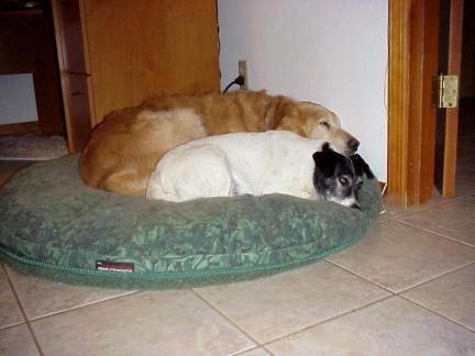 http://www.myk9kids.com.phtemp.com/Thumper_and_Sammy_Sleeping_Together_Oct_2004.jpg
